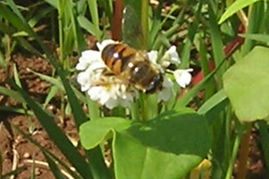 ミツバチとソバの花